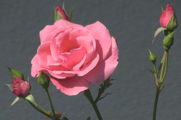 rose on a roof-600.jpg(24384 byte)